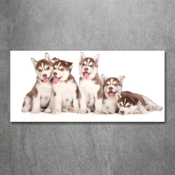Schilderij glas Husky-puppy's