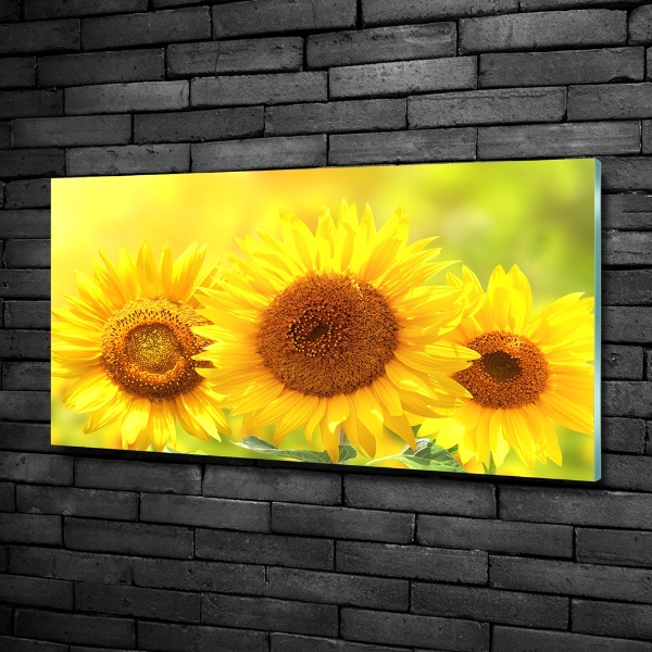 Schilderij op glas Zonnebloemen