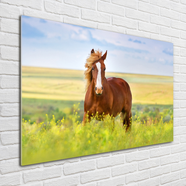 Schilderij op glas Bruin paard