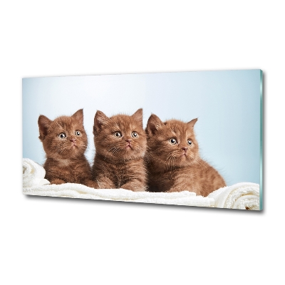 Schilderij op glas Kittens op een handdoek