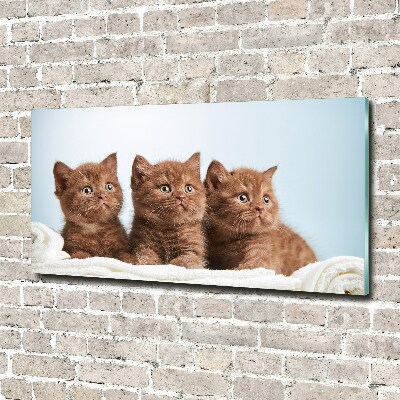 Schilderij op glas Kittens op een handdoek