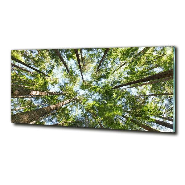 Foto schilderij op glas Boomkroon