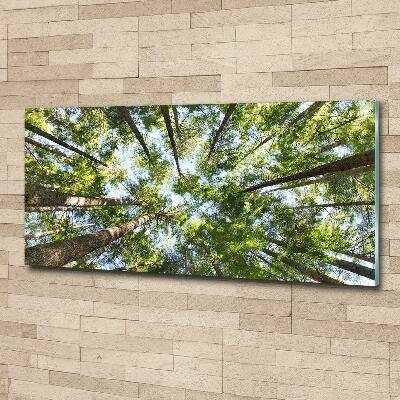 Foto schilderij op glas Boomkroon