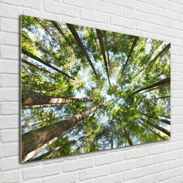 Foto schilderij op glas Boomkroon