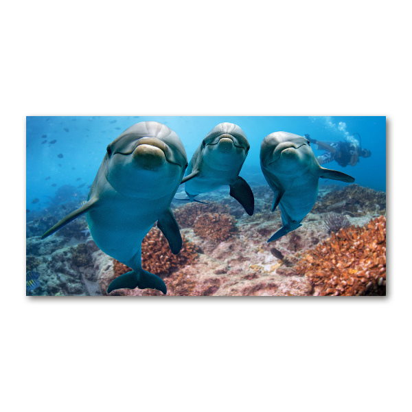 Foto schilderij op glas Dolfijnen