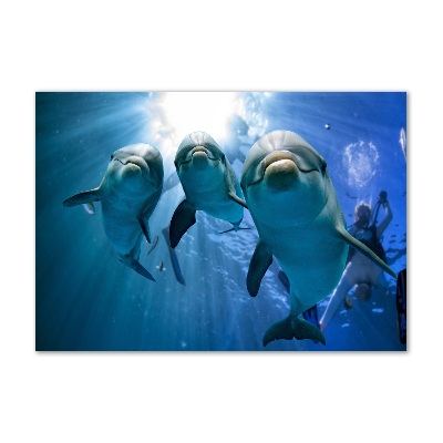 Schilderij op glas Drie dolfijnen