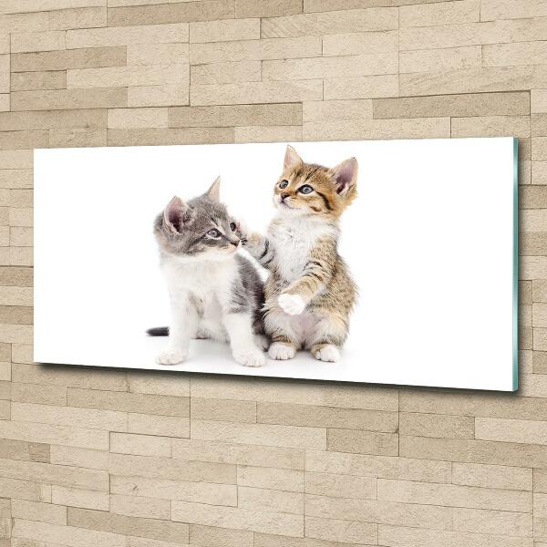 Schilderij glas Twee kleine katjes