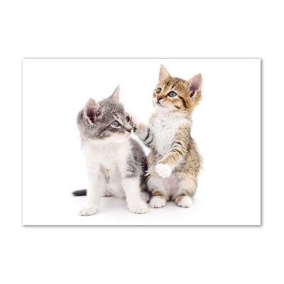 Schilderij glas Twee kleine katjes