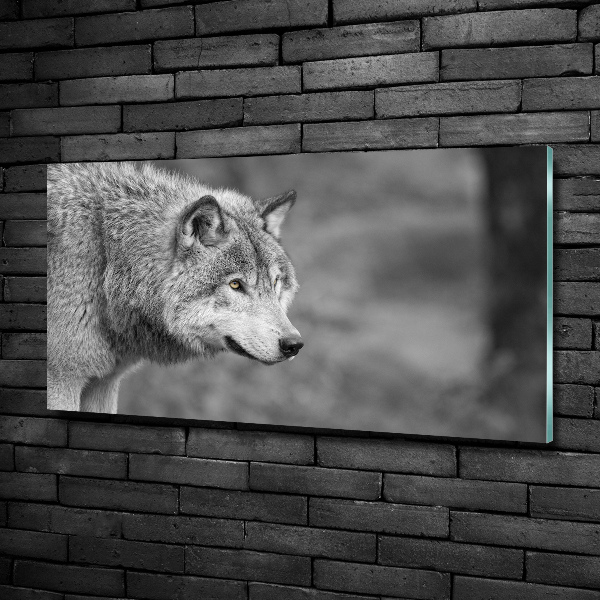 Foto schilderij op glas Grijze wolf