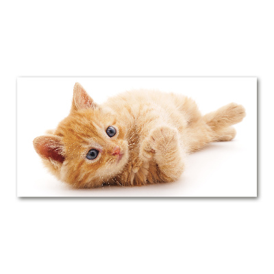 Schilderij op glas Gemberkat