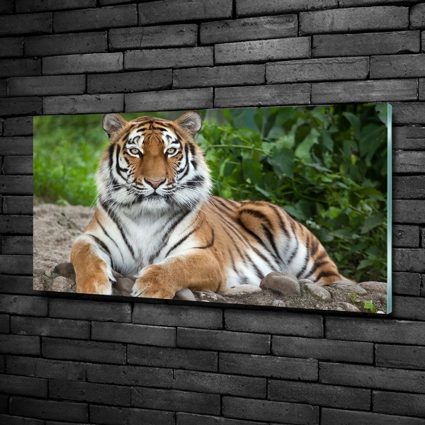 Glazen schilderij Siberische tijger