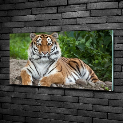 Glazen schilderij Siberische tijger