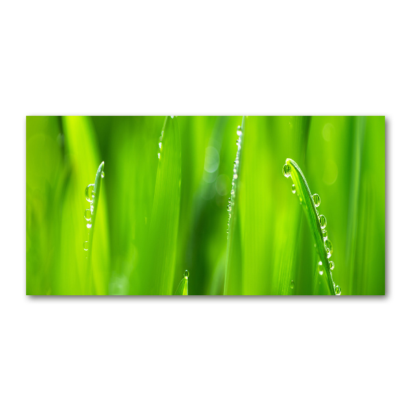 Foto schilderij op glas Jonge haver