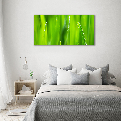 Foto schilderij op glas Jonge haver