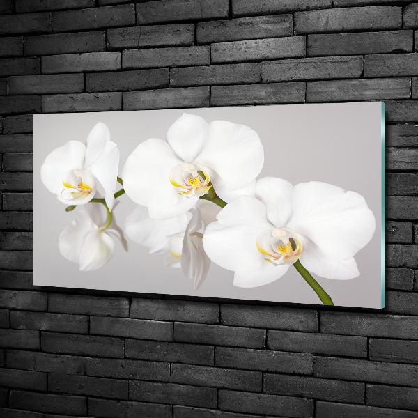 Schilderij glas Orchidee