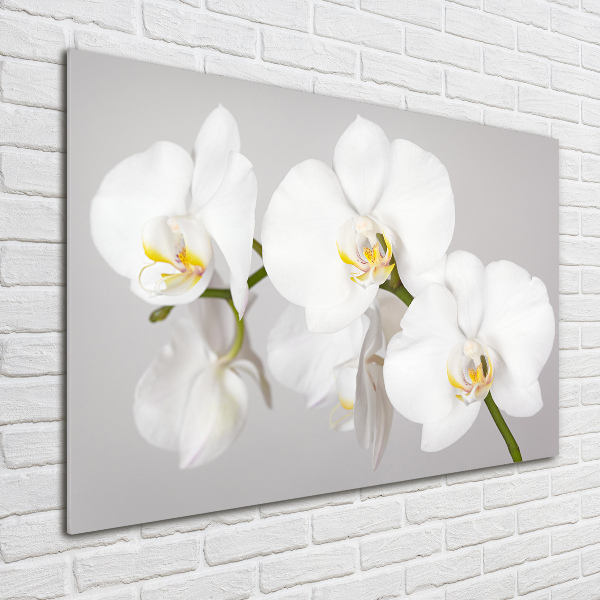 Schilderij glas Orchidee