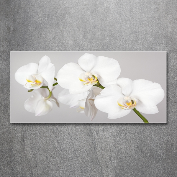 Schilderij glas Orchidee