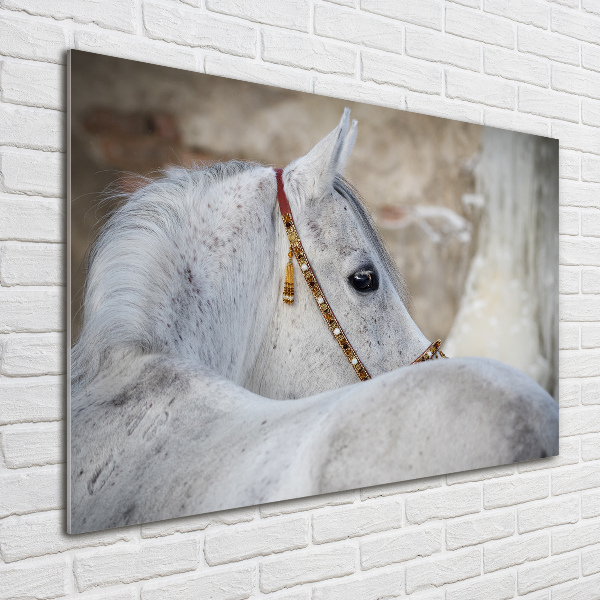 Foto schilderij op glas Wit Arabisch paard