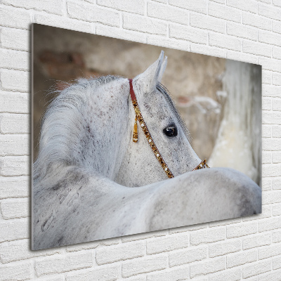 Foto schilderij op glas Wit Arabisch paard