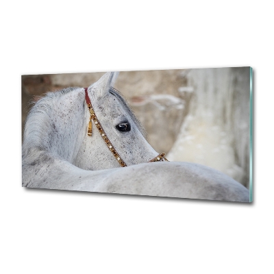 Foto schilderij op glas Wit Arabisch paard