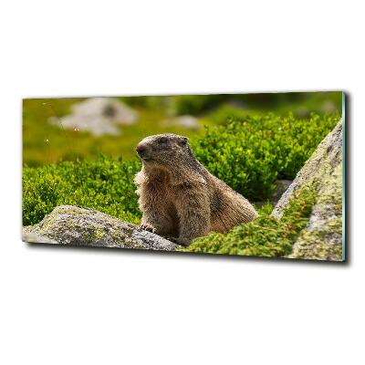 Schilderij op glas Tatra-marmot