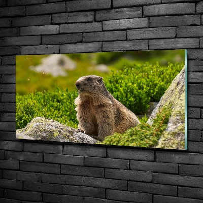 Schilderij op glas Tatra-marmot