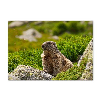 Schilderij op glas Tatra-marmot
