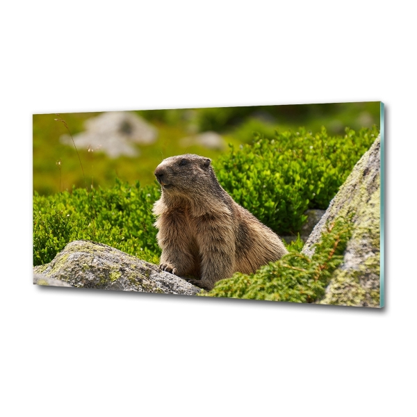 Schilderij op glas Tatra-marmot