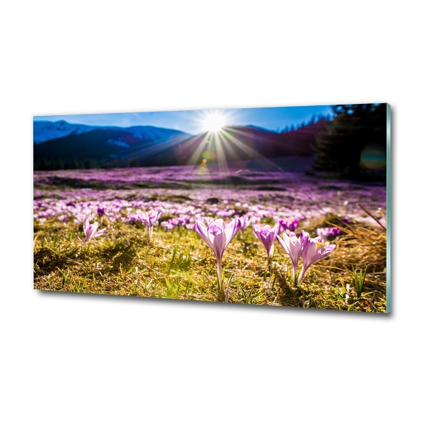 Schilderij op glas Krokussen in de open plek