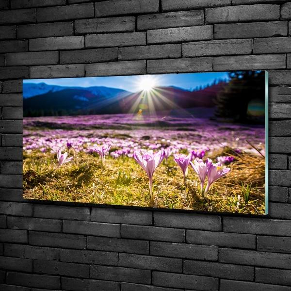 Schilderij op glas Krokussen in de open plek