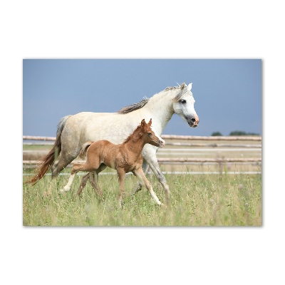 Glazen schilderij Merrie met veulen