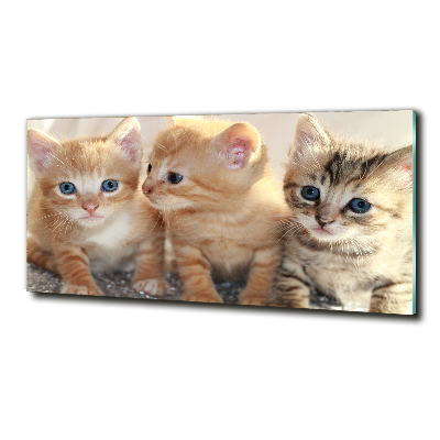 Foto schilderij op glas Kleine katjes