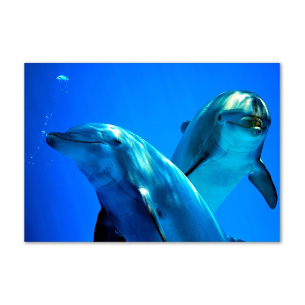 Schilderij op glas Twee dolfijnen