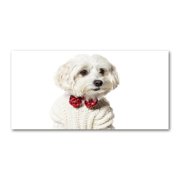 Foto schilderij op glas Maltezer met een vlinderdas