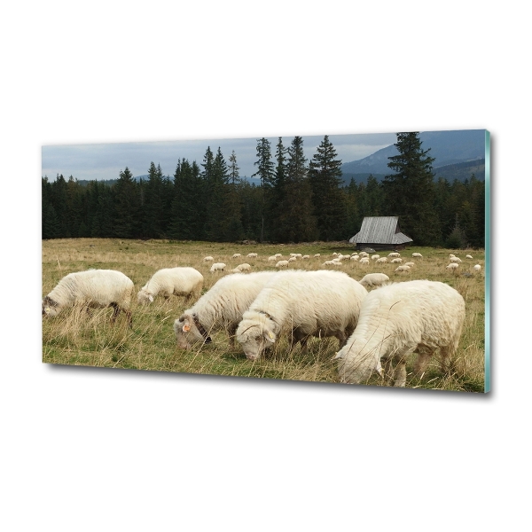 Schilderij glas Grazende schapen