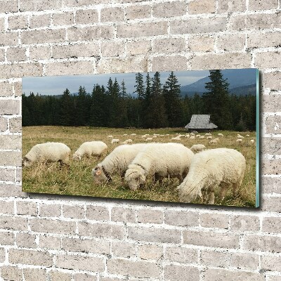 Schilderij glas Grazende schapen