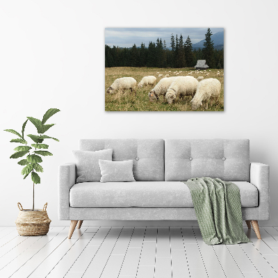 Schilderij glas Grazende schapen