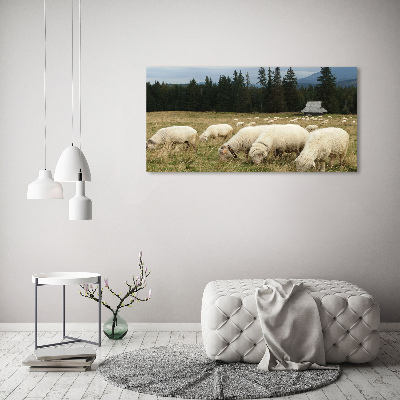 Schilderij glas Grazende schapen