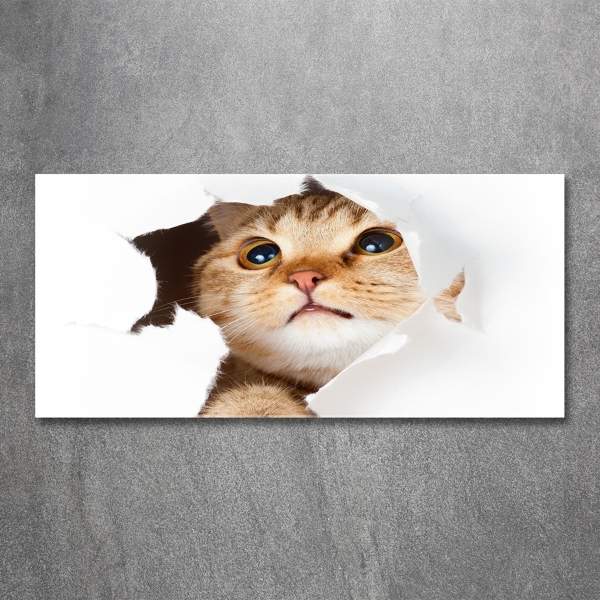 Schilderij op glas Kat in een gat