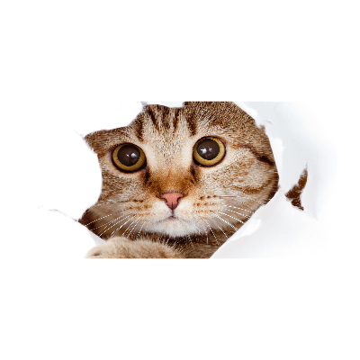 Glazen schilderij Kat