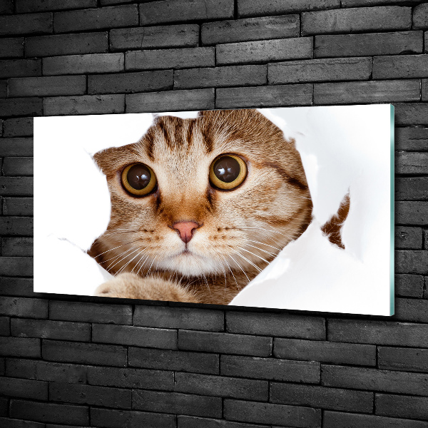 Glazen schilderij Kat