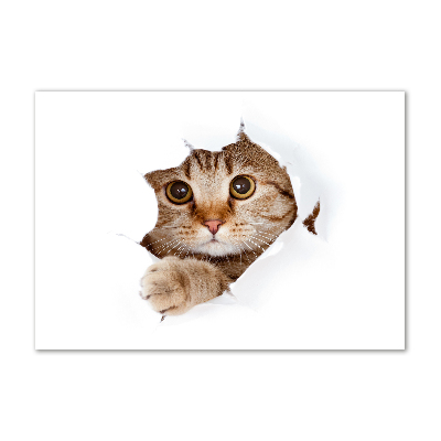 Glazen schilderij Kat