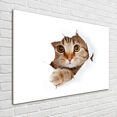Glazen schilderij Kat