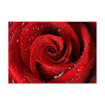 Foto schilderij op glas Druppels op een roos