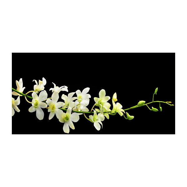 Foto schilderij op glas Orchidee