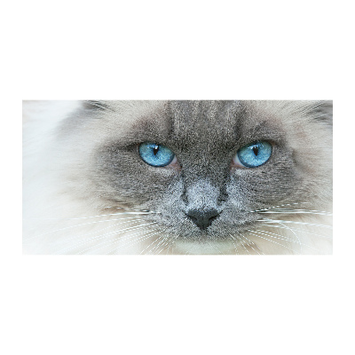 Foto schilderij op glas Blauwogige kat