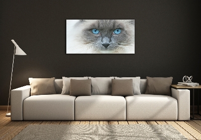 Foto schilderij op glas Blauwogige kat