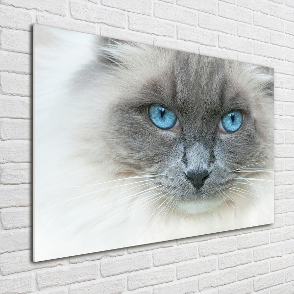 Foto schilderij op glas Blauwogige kat