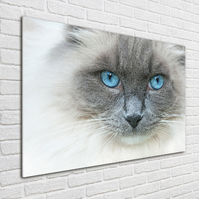 Foto schilderij op glas Blauwogige kat