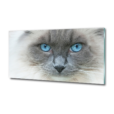 Foto schilderij op glas Blauwogige kat